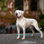 Purebred, Crossbred, Purpose-Bred Mix: What Every New Puppy Buyer Needs To Know